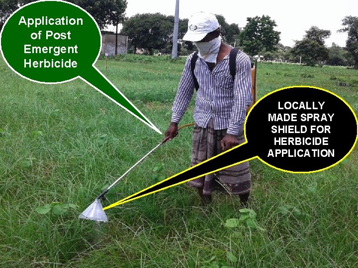 Application of Post Emergent Herbicide LOCALLY MADE SPRAY SHIELD FOR HERBICIDE APPLICATION 