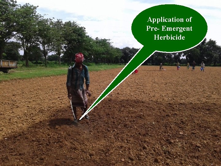 Application of Pre- Emergent Herbicide 