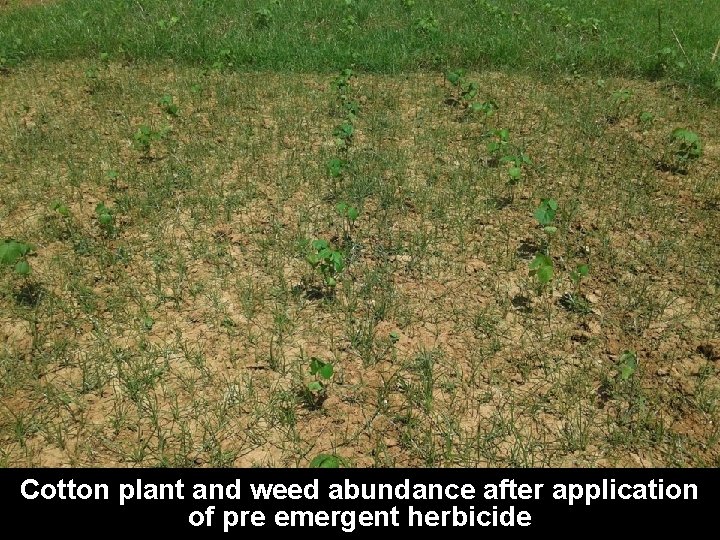Cotton plant and weed abundance after application of pre emergent herbicide 