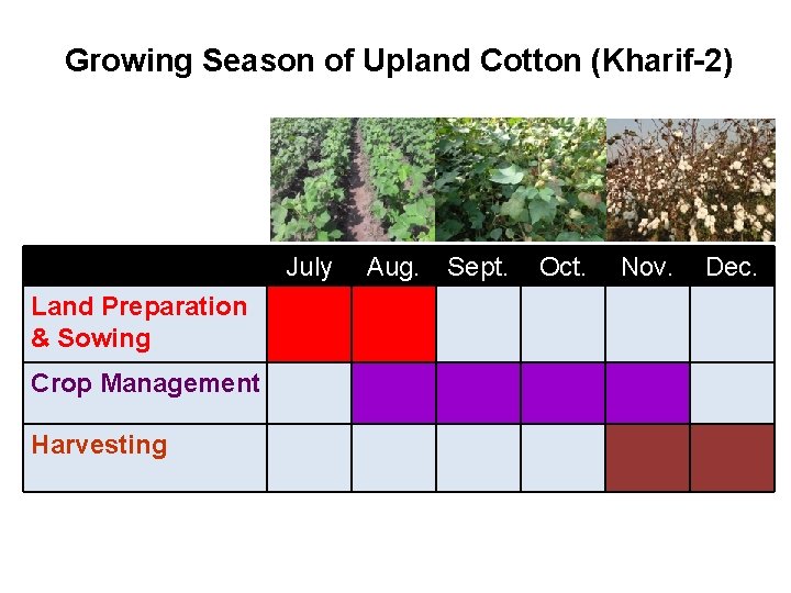 Growing Season of Upland Cotton (Kharif-2) July Land Preparation & Sowing Crop Management Harvesting