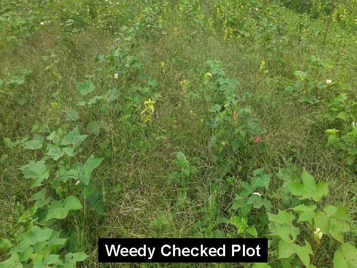 Weedy Checked Plot 