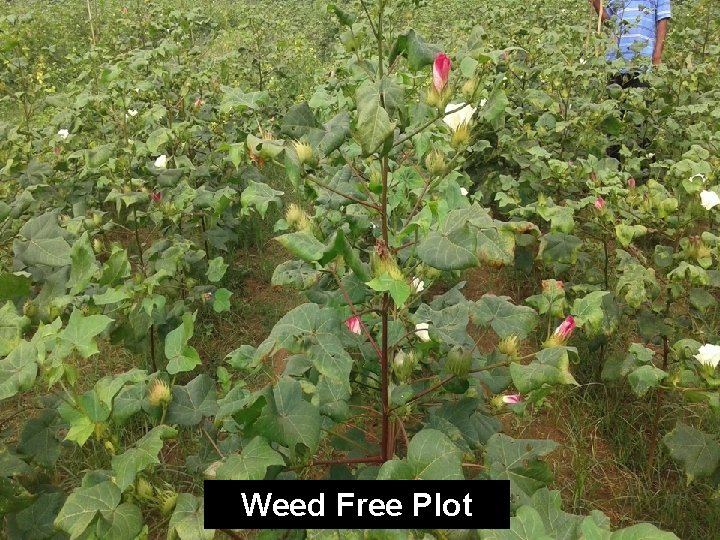Weed Free Plot 