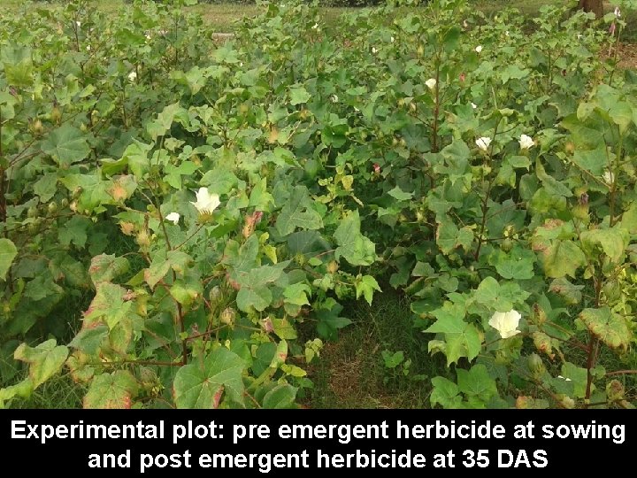Experimental plot: pre emergent herbicide at sowing and post emergent herbicide at 35 DAS