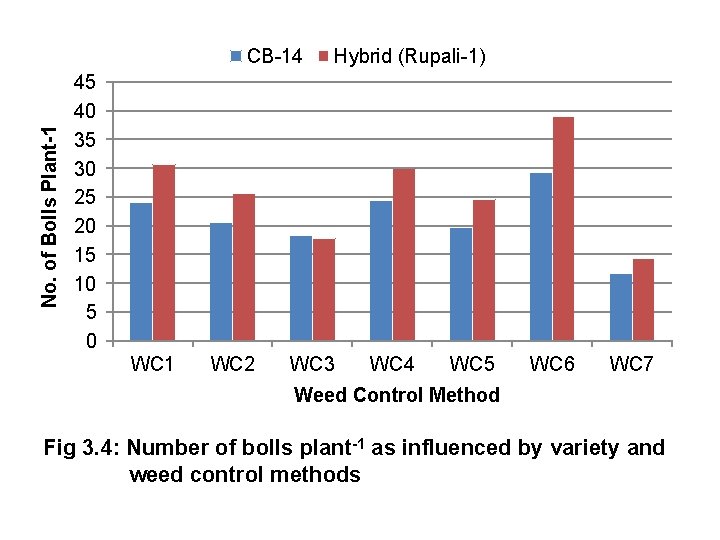 No. of Bolls Plant-1 CB-14 Hybrid (Rupali-1) 45 40 35 30 25 20 15