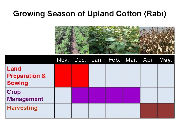 Growing Season of Upland Cotton (Rabi) Nov. Dec. Jan. Feb. Mar. Apr. May. Land