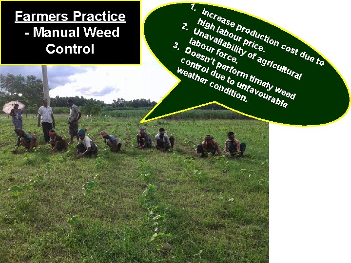 Farmers Practice - Manual Weed Control 1. Inc r hig ease 2. h Un