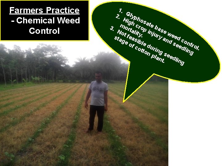 Farmers Practice - Chemical Weed Control 1. 2. Glyp Hig hos h c ate