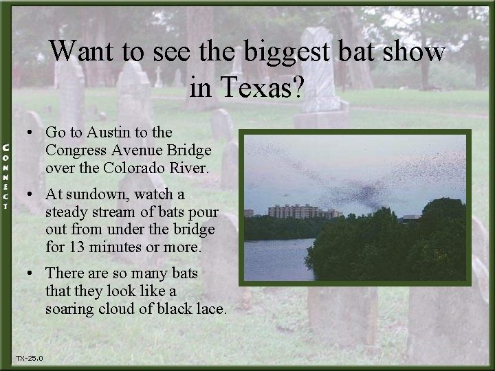Want to see the biggest bat show in Texas? • Go to Austin to