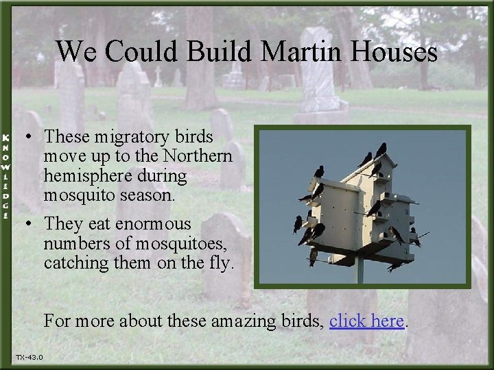 We Could Build Martin Houses • These migratory birds move up to the Northern