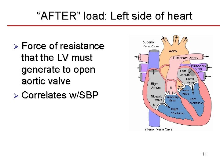 “AFTER” load: Left side of heart Ø Force of resistance that the LV must