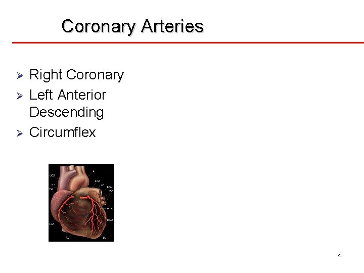 Coronary Arteries Ø Ø Ø Right Coronary Left Anterior Descending Circumflex 4 