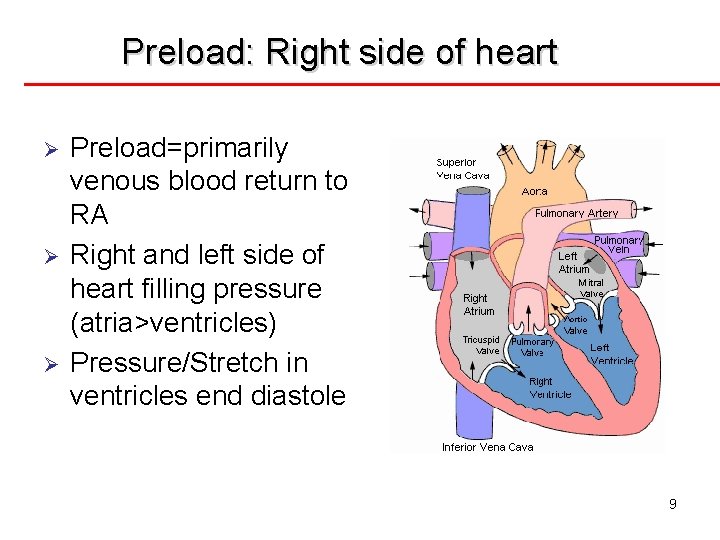 Preload: Right side of heart Ø Ø Ø Preload=primarily venous blood return to RA