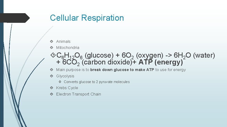 Cellular Respiration Animals Mitochondria C 6 H 12 O 6 (glucose) + 6 O