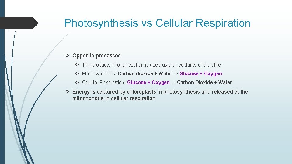 Photosynthesis vs Cellular Respiration Opposite processes The products of one reaction is used as