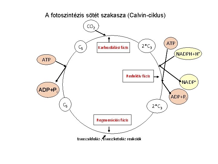 A fotoszintézis sötét szakasza (Calvin-ciklus) CO 2 C 5 Karboxilálási fázis ATP 2*C 3