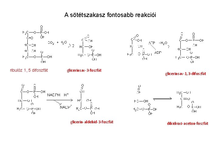 A sötétszakasz fontosabb reakciói ribulóz 1, 5 difoszfát glicerinsav-3 -foszfát glicerin-aldehid-3 -foszfát glicerinsav-1, 3