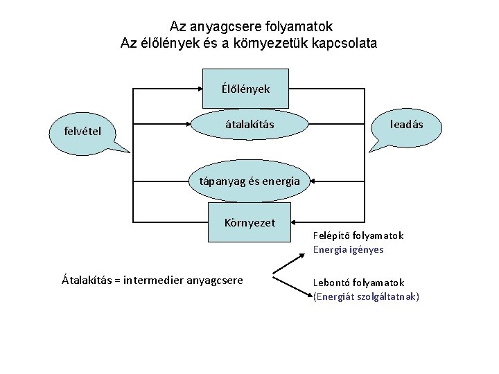 Az anyagcsere folyamatok Az élőlények és a környezetük kapcsolata Élőlények felvétel átalakítás leadás tápanyag