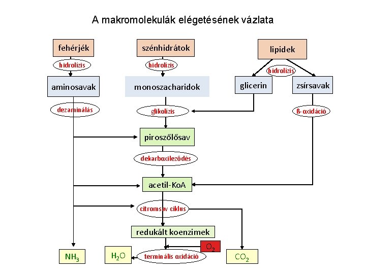 A makromolekulák elégetésének vázlata fehérjék szénhidrátok hidrolízis lipidek hidrolízis aminosavak hidrolízis glicerin monoszacharidok dezaminálás