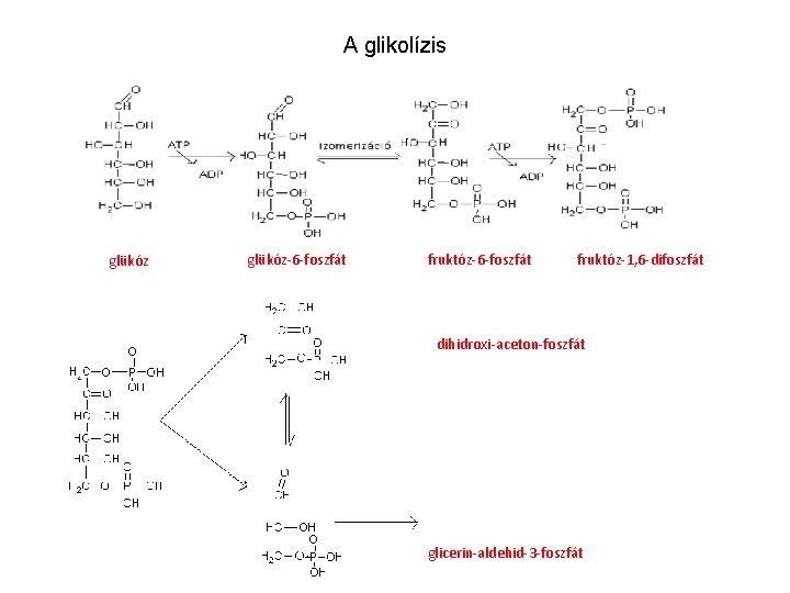 A glikolízis glükóz-6 -foszfát fruktóz-1, 6 -difoszfát dihidroxi-aceton-foszfát glicerin-aldehid-3 -foszfát 