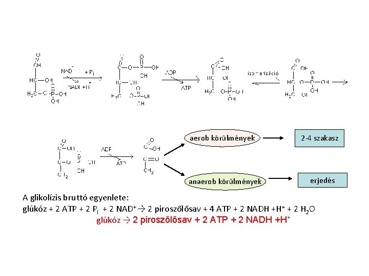 aerob körülmények anaerob körülmények 2 -4 szakasz erjedés A glikolízis bruttó egyenlete: glükóz +