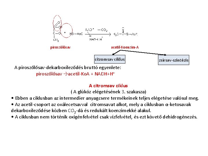 piroszőlősav acetil-Koenzim-A citromsav ciklus zsírsav-szintézis A piroszőlősav-dekarboxileződés bruttó egyenlete: piroszőlősav →acetil-Ko. A + NADH+H+