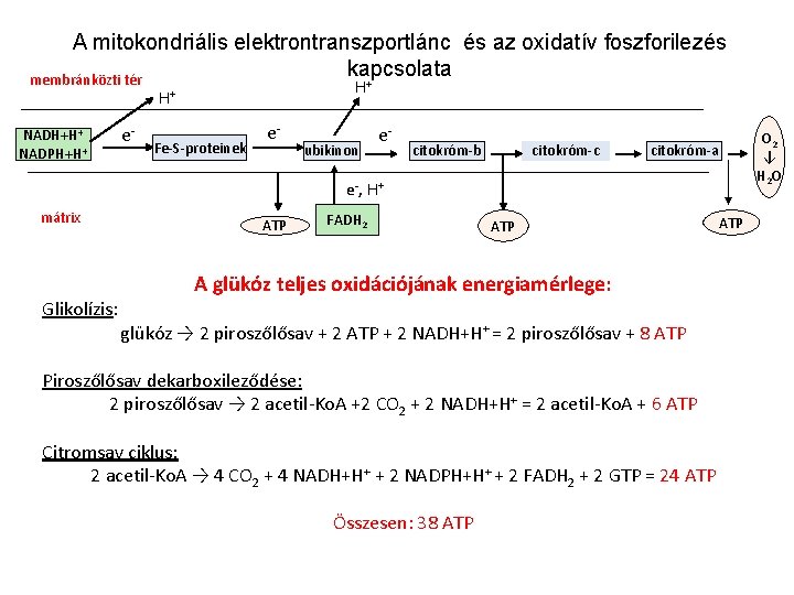 A mitokondriális elektrontranszportlánc és az oxidatív foszforilezés kapcsolata membránközti tér H+ H+ NADH+H+ NADPH+H+