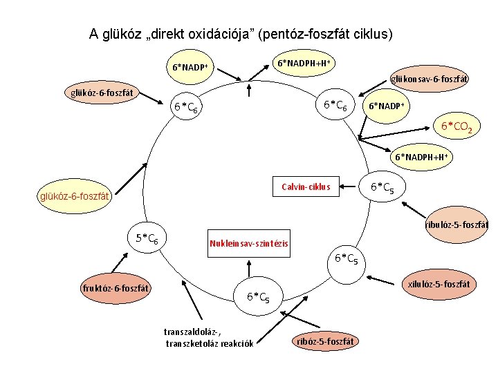 A glükóz „direkt oxidációja” (pentóz-foszfát ciklus) 6*NADPH+H+ 6*NADP+ glükonsav-6 -foszfát glükóz-6 -foszfát 6*C 6