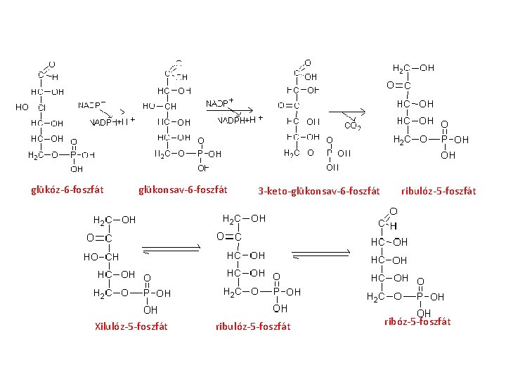 glükóz-6 -foszfát glükonsav-6 -foszfát Xilulóz-5 -foszfát 3 -keto-glükonsav-6 -foszfát ribulóz-5 -foszfát ribóz-5 -foszfát 