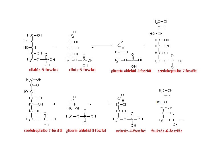 xilulóz-5 -foszfát ribóz-5 -foszfát szedoheptulóz-7 -foszfát glicerin-aldehid-3 -foszfát eritróz-4 -foszfát szedoheptulóz-7 -foszfát fruktóz-6 -foszfát