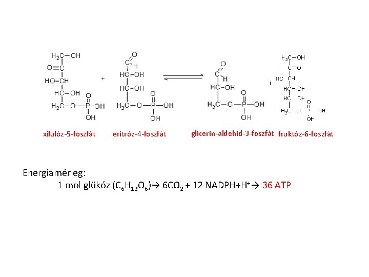 xilulóz-5 -foszfát eritróz-4 -foszfát glicerin-aldehid-3 -foszfát fruktóz-6 -foszfát Energiamérleg: 1 mol glükóz (C 6