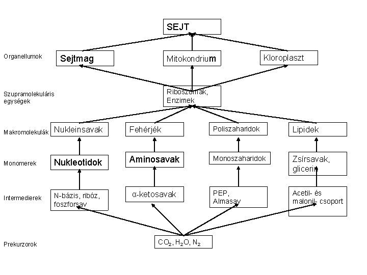 SEJT Organellumok Sejtmag Mitokondrium Kloroplaszt Riboszómák, Enzimek Szupramolekuláris egységek Makromolekulák Nukleinsavak Fehérjék Poliszaharidok Lipidek