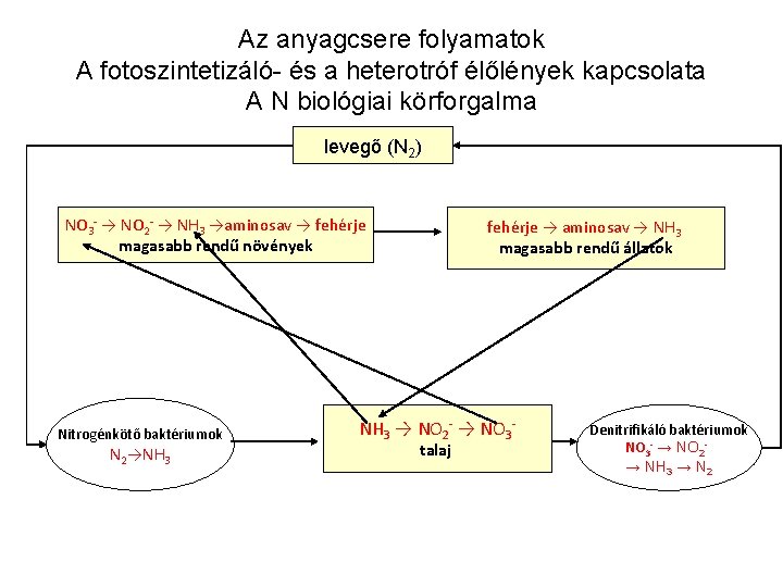 Az anyagcsere folyamatok A fotoszintetizáló- és a heterotróf élőlények kapcsolata A N biológiai körforgalma