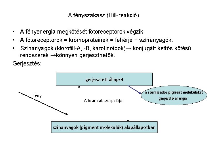 A fényszakasz (Hill-reakció) • A fényenergia megkötését fotoreceptorok végzik. • A fotoreceptorok = kromoproteinek