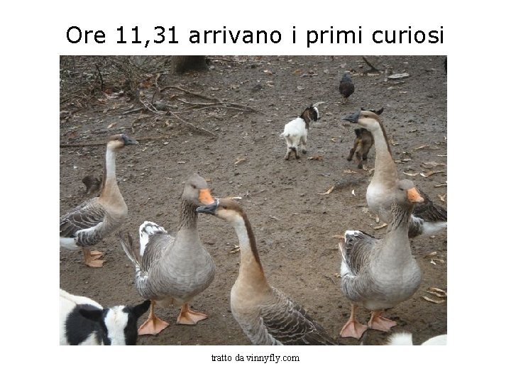 Ore 11, 31 arrivano i primi curiosi tratto da vinnyfly. com 