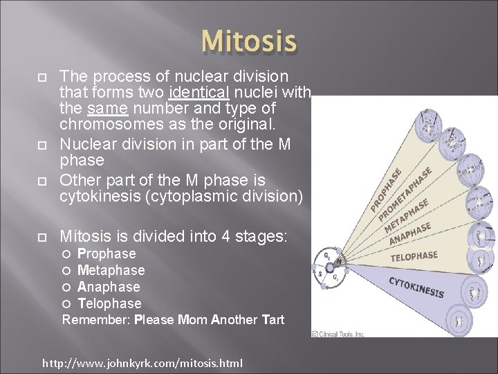 Mitosis The process of nuclear division that forms two identical nuclei with the same