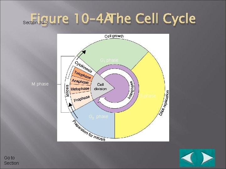 Figure 10– 4 The Cell Cycle Section 10 -2 G 1 phase M phase
