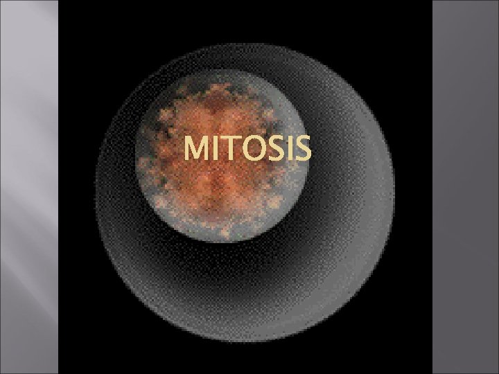 MITOSIS 