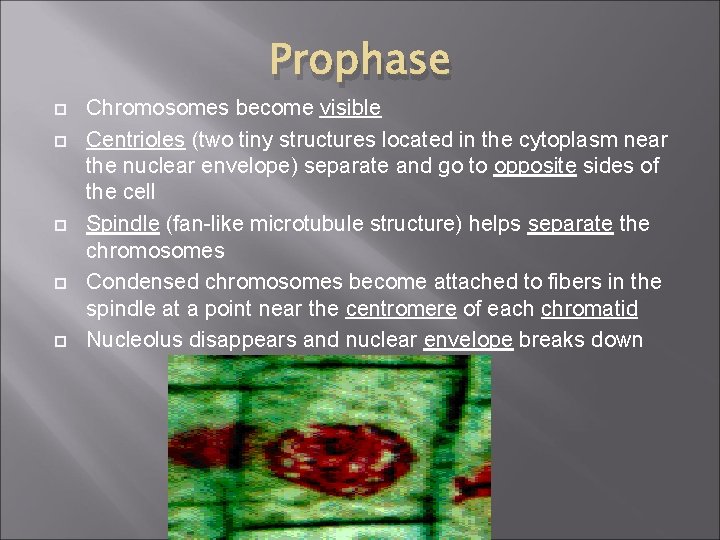 Prophase Chromosomes become visible Centrioles (two tiny structures located in the cytoplasm near the