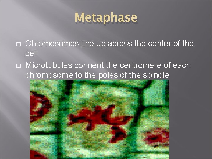 Metaphase Chromosomes line up across the center of the cell Microtubules connent the centromere