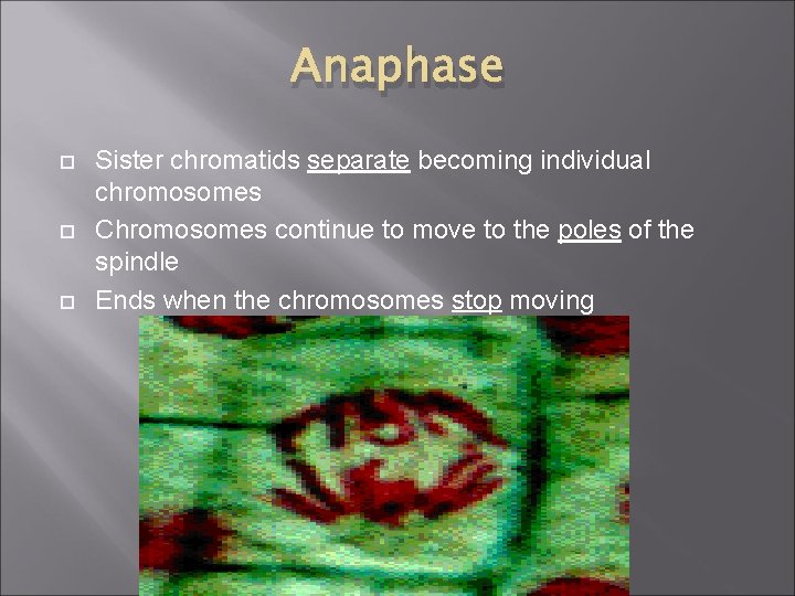Anaphase Sister chromatids separate becoming individual chromosomes Chromosomes continue to move to the poles