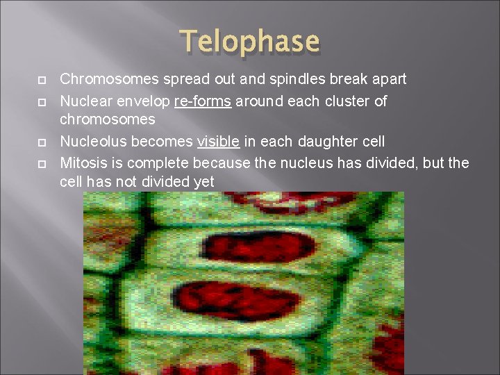 Telophase Chromosomes spread out and spindles break apart Nuclear envelop re-forms around each cluster