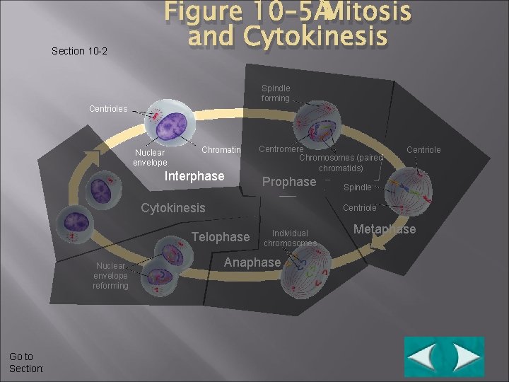 Section 10 -2 Figure 10– 5 Mitosis and Cytokinesis Spindle forming Centrioles Nuclear envelope