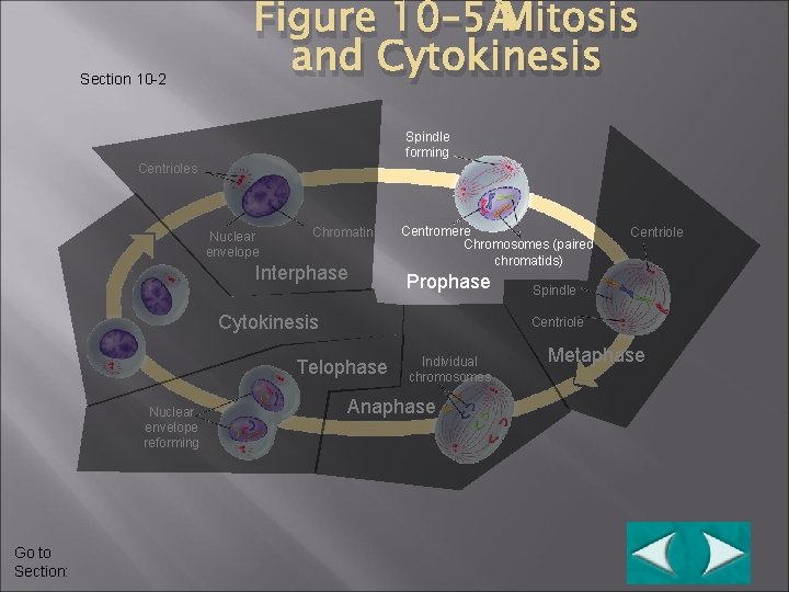 Section 10 -2 Figure 10– 5 Mitosis and Cytokinesis Spindle forming Centrioles Nuclear envelope