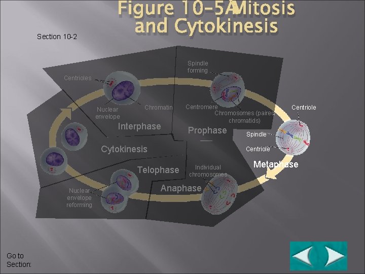 Section 10 -2 Figure 10– 5 Mitosis and Cytokinesis Spindle forming Centrioles Nuclear envelope