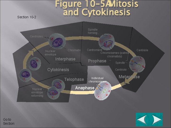 Section 10 -2 Figure 10– 5 Mitosis and Cytokinesis Spindle forming Centrioles Nuclear envelope