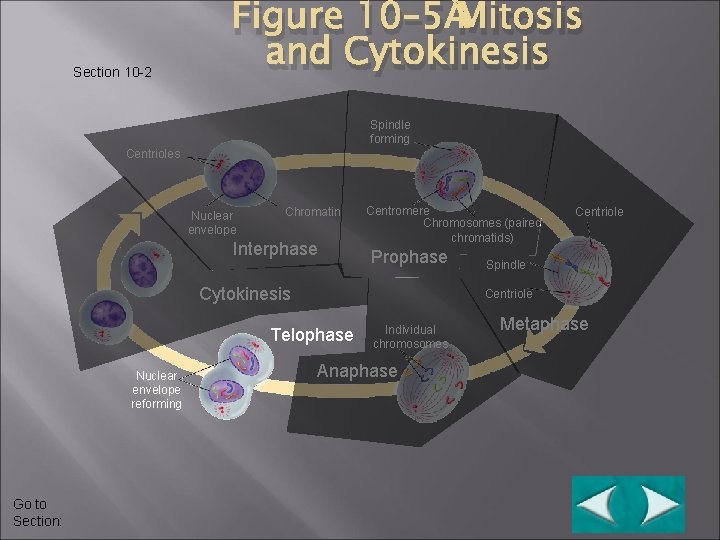 Section 10 -2 Figure 10– 5 Mitosis and Cytokinesis Spindle forming Centrioles Nuclear envelope