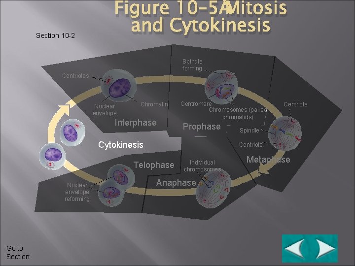 Section 10 -2 Figure 10– 5 Mitosis and Cytokinesis Spindle forming Centrioles Nuclear envelope