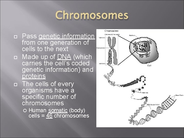 Chromosomes Pass genetic information from one generation of cells to the next Made up