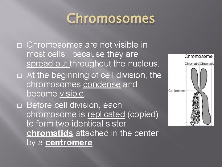 Chromosomes Chromosomes are not visible in most cells, because they are spread out throughout