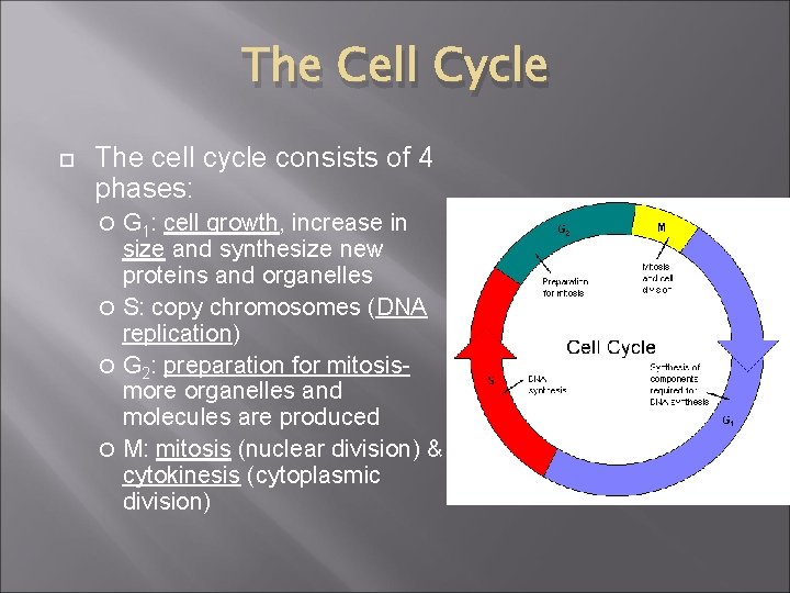 The Cell Cycle The cell cycle consists of 4 phases: G 1: cell growth,